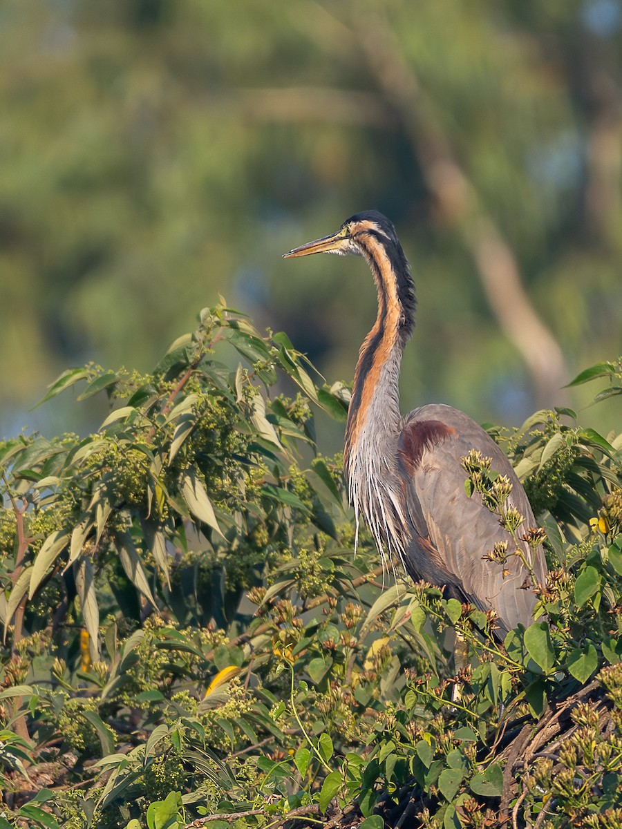 אנפה ארגמנית - ML646781322