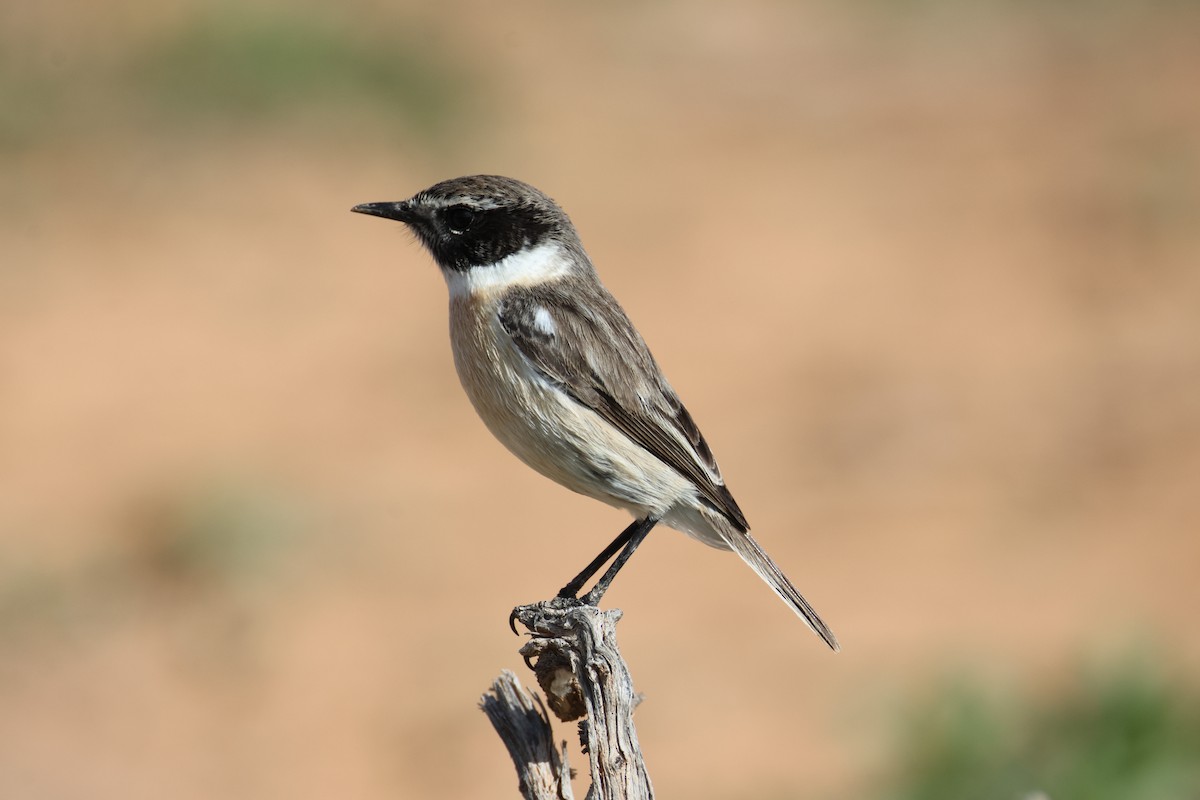 Fuerteventura Stonechat - ML646781324