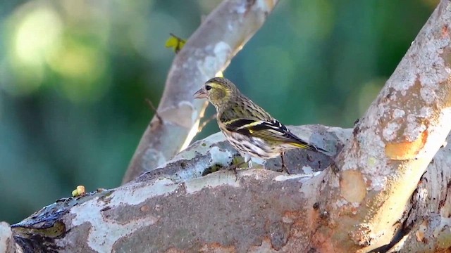 Eurasian Siskin - ML646781327