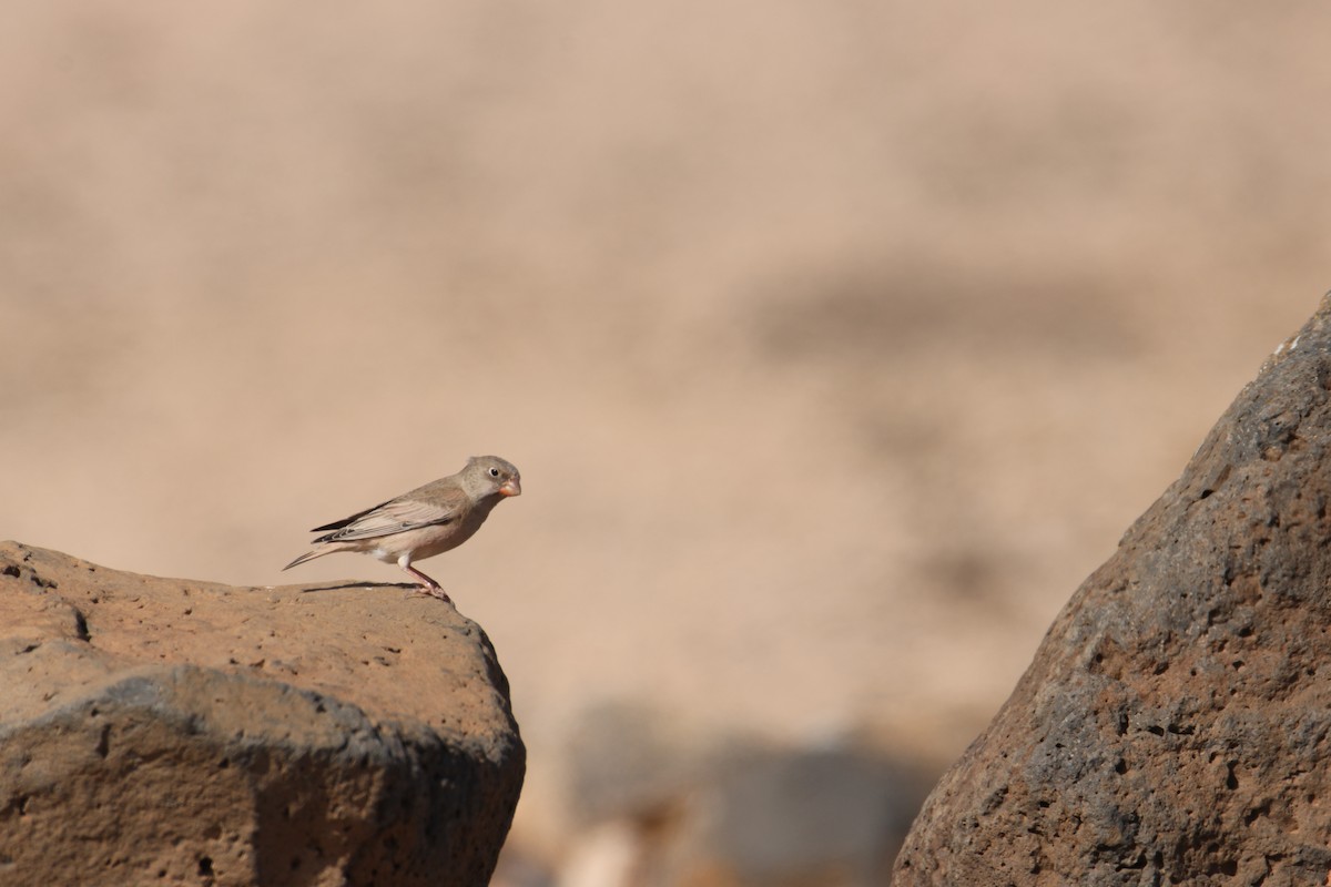 Trumpeter Finch - ML646781328