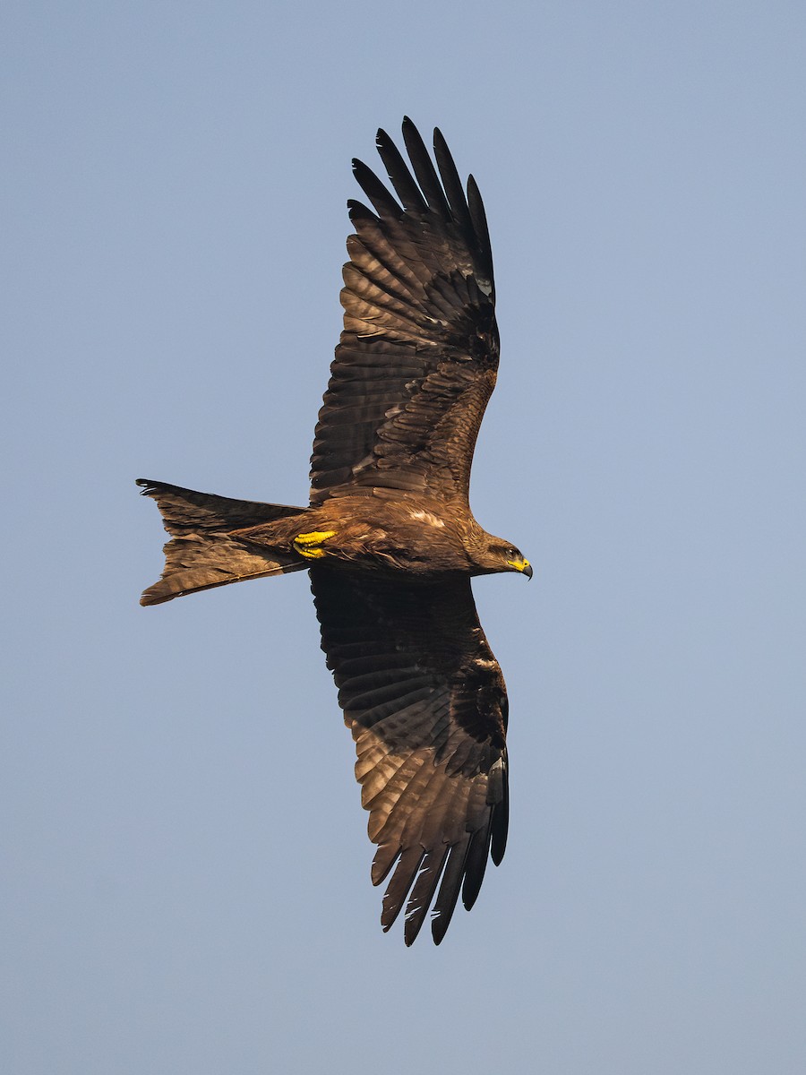 דיה שחורה - ML646781331
