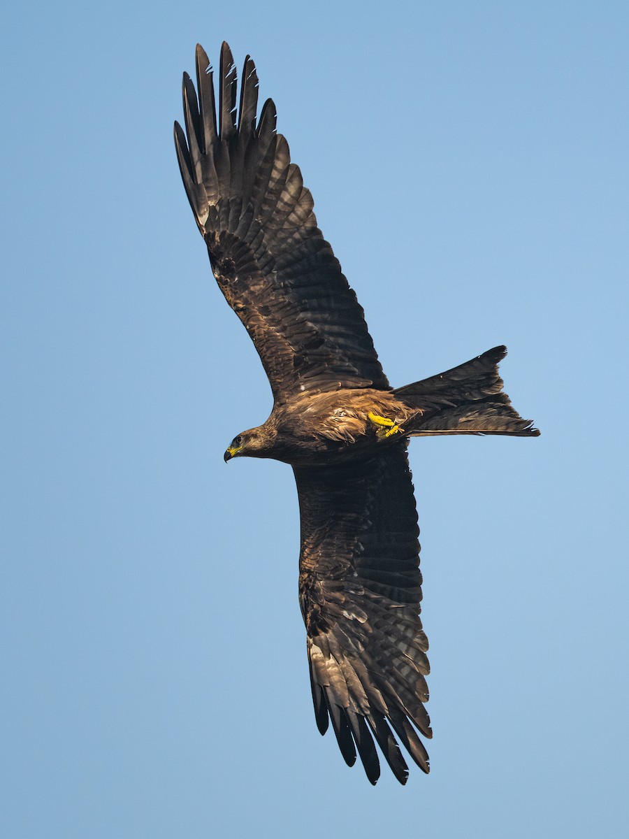 דיה שחורה - ML646781346