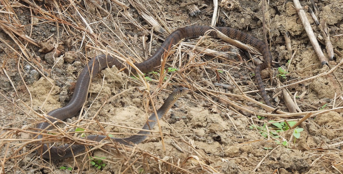 南蛇 - ML646781349