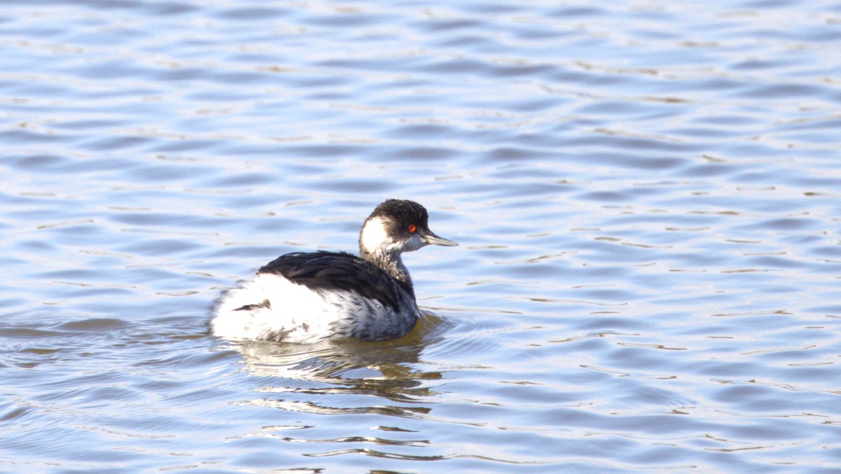 Eared Grebe - ML646781351