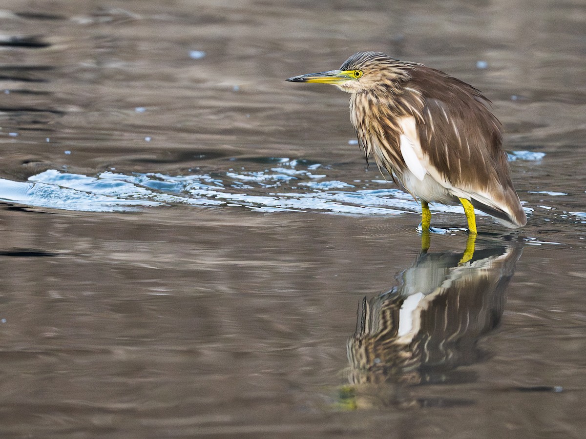 Indian Pond-Heron - ML646781353