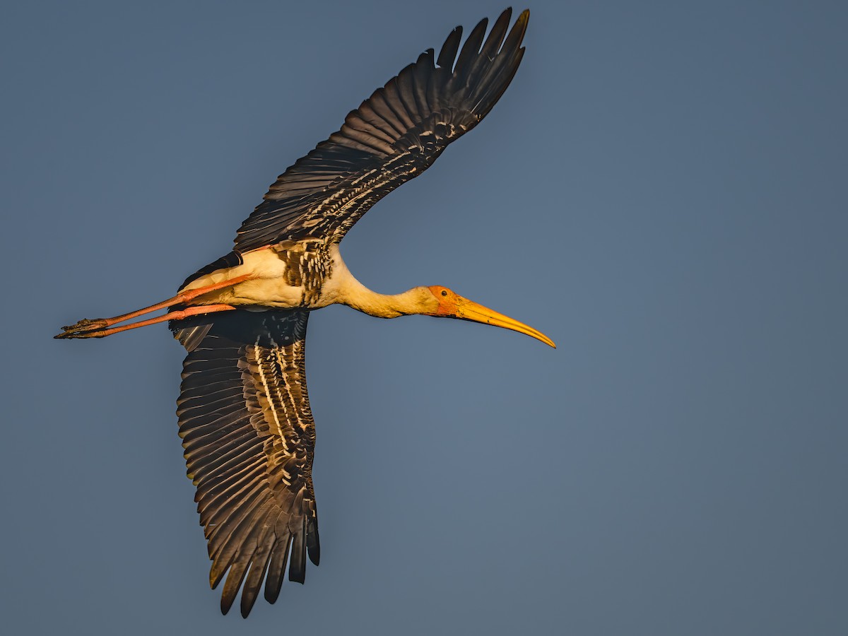 Painted Stork - ML646781357