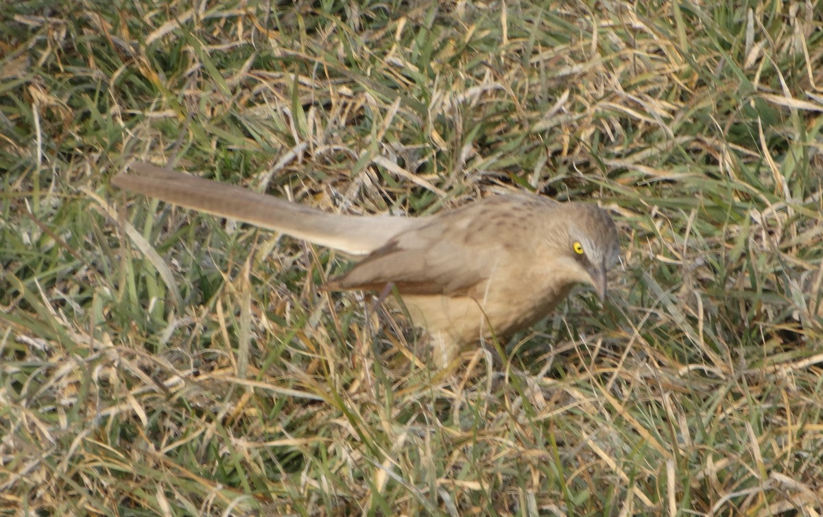 Large Gray Babbler - ML646781359