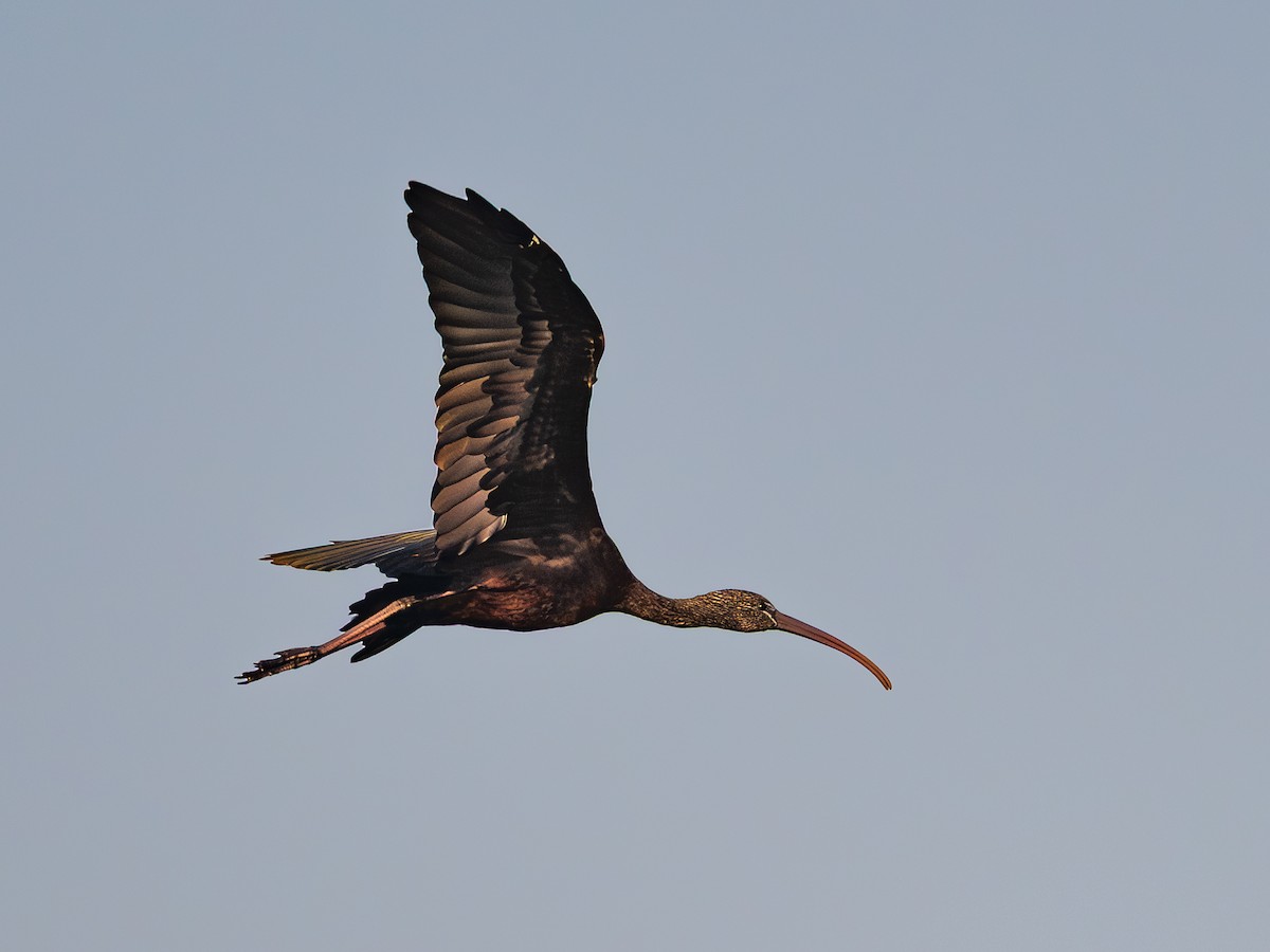 מגלן חום - ML646781361