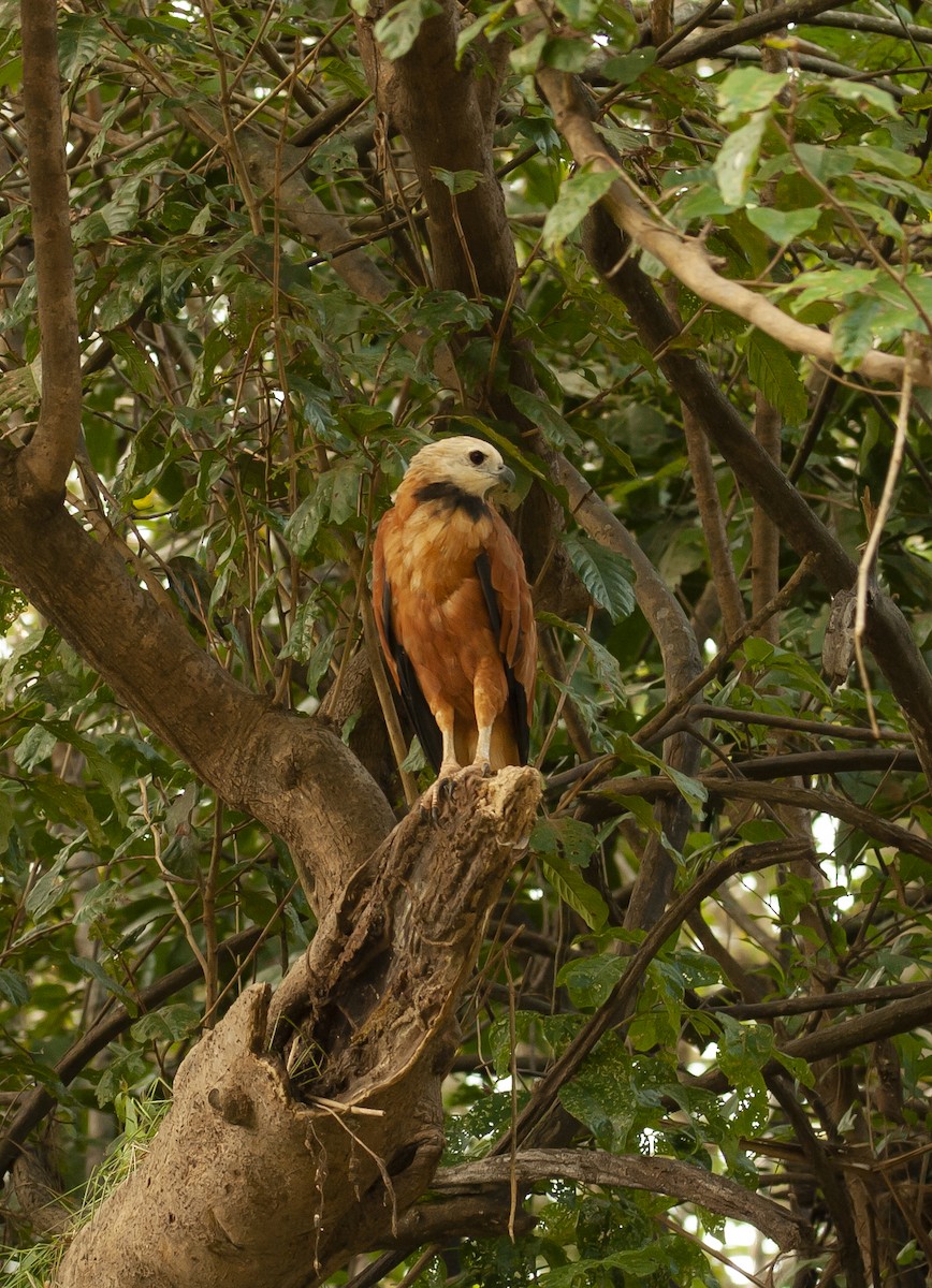 Black-collared Hawk - ML646781362