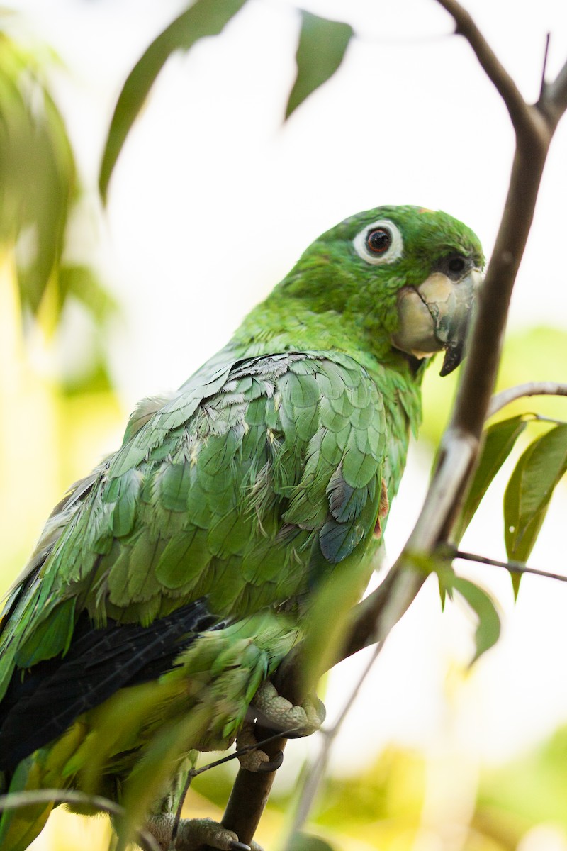 Mealy Amazon - ML646781365