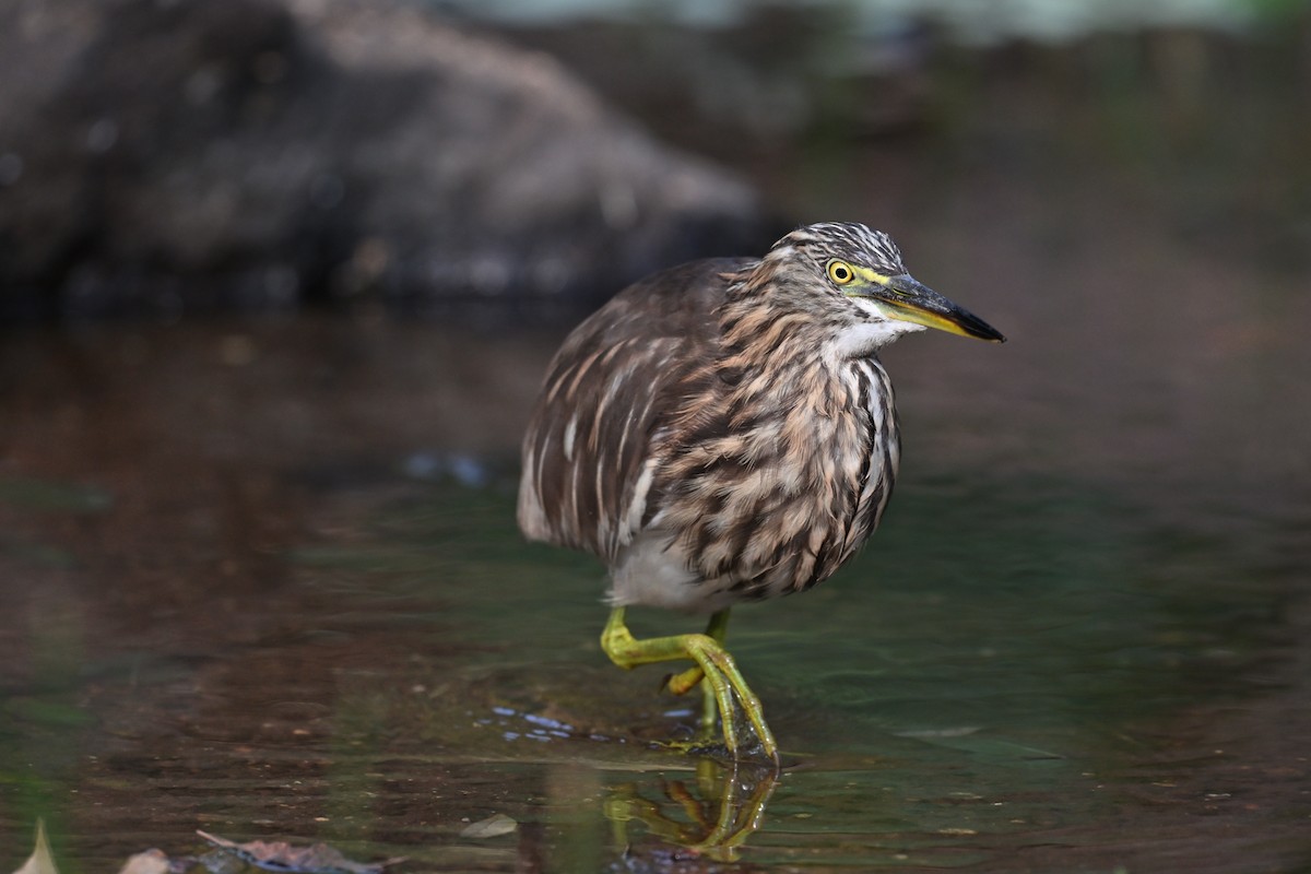 Indian Pond-Heron - ML646781366