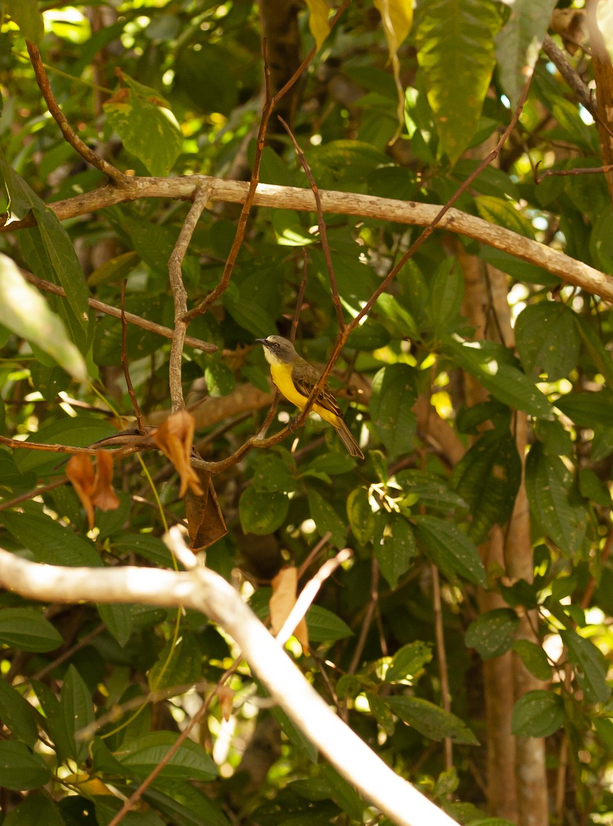 Gray-capped Flycatcher - ML646781367