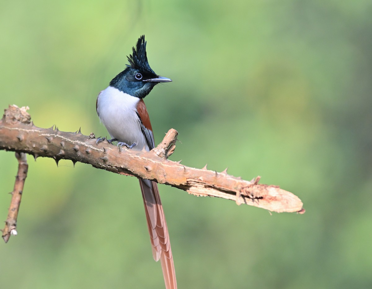 Indian Paradise-Flycatcher - ML646781368
