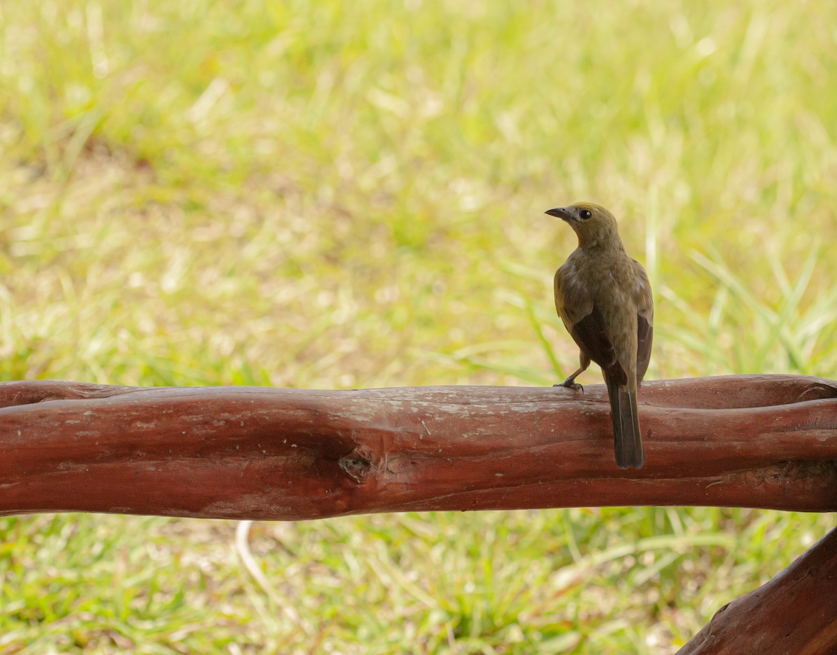 Palm Tanager - ML646781369