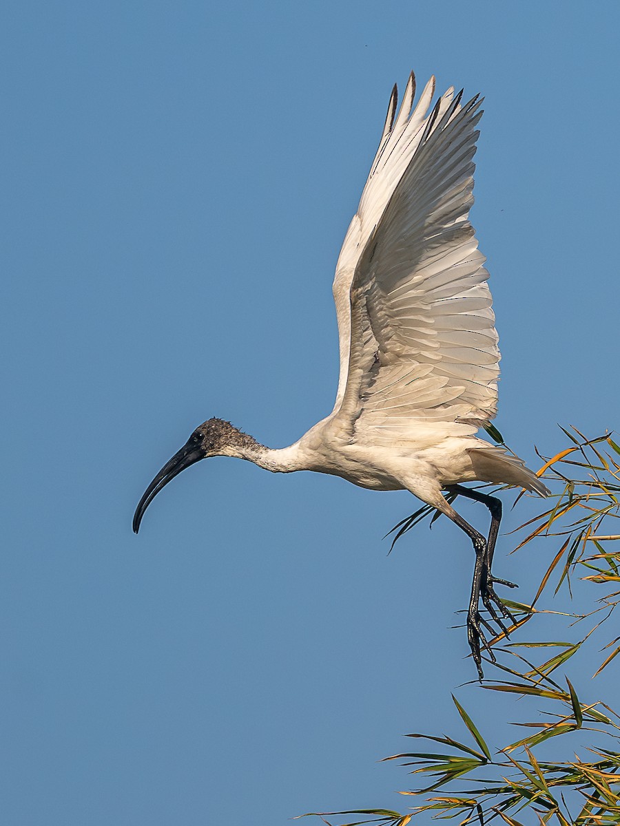 Black-headed Ibis - ML646781370