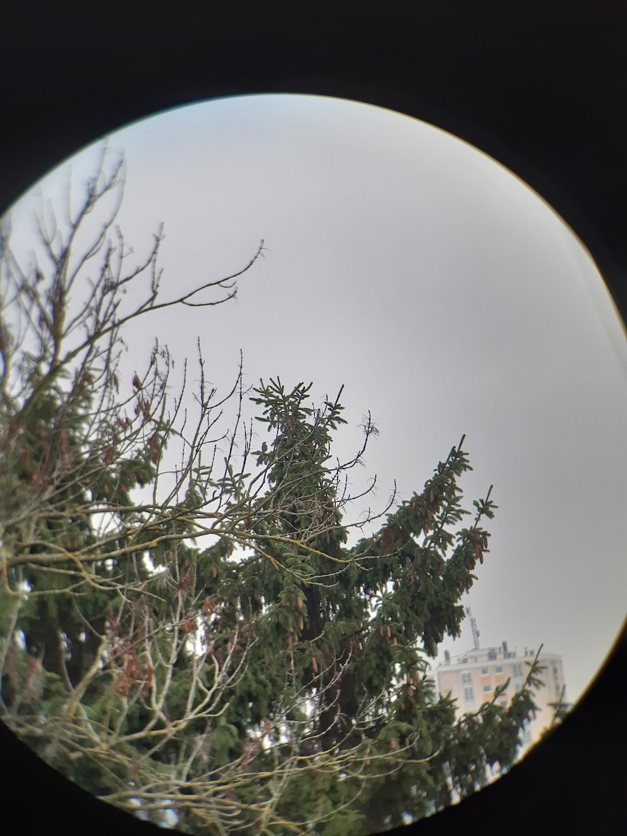 Birigarro txikia - ML646781371