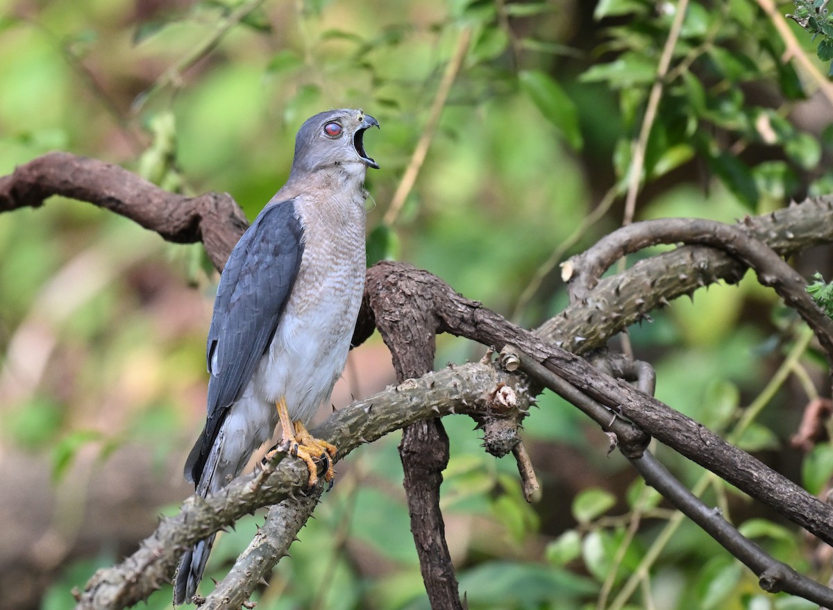 Shikra - ML646781373