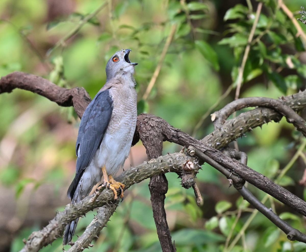 Shikra - ML646781374