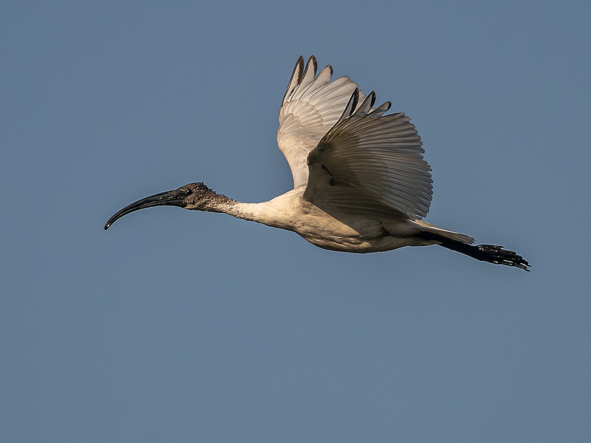 Black-headed Ibis - ML646781375