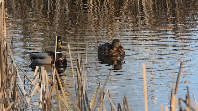 Mallard - ML646781376