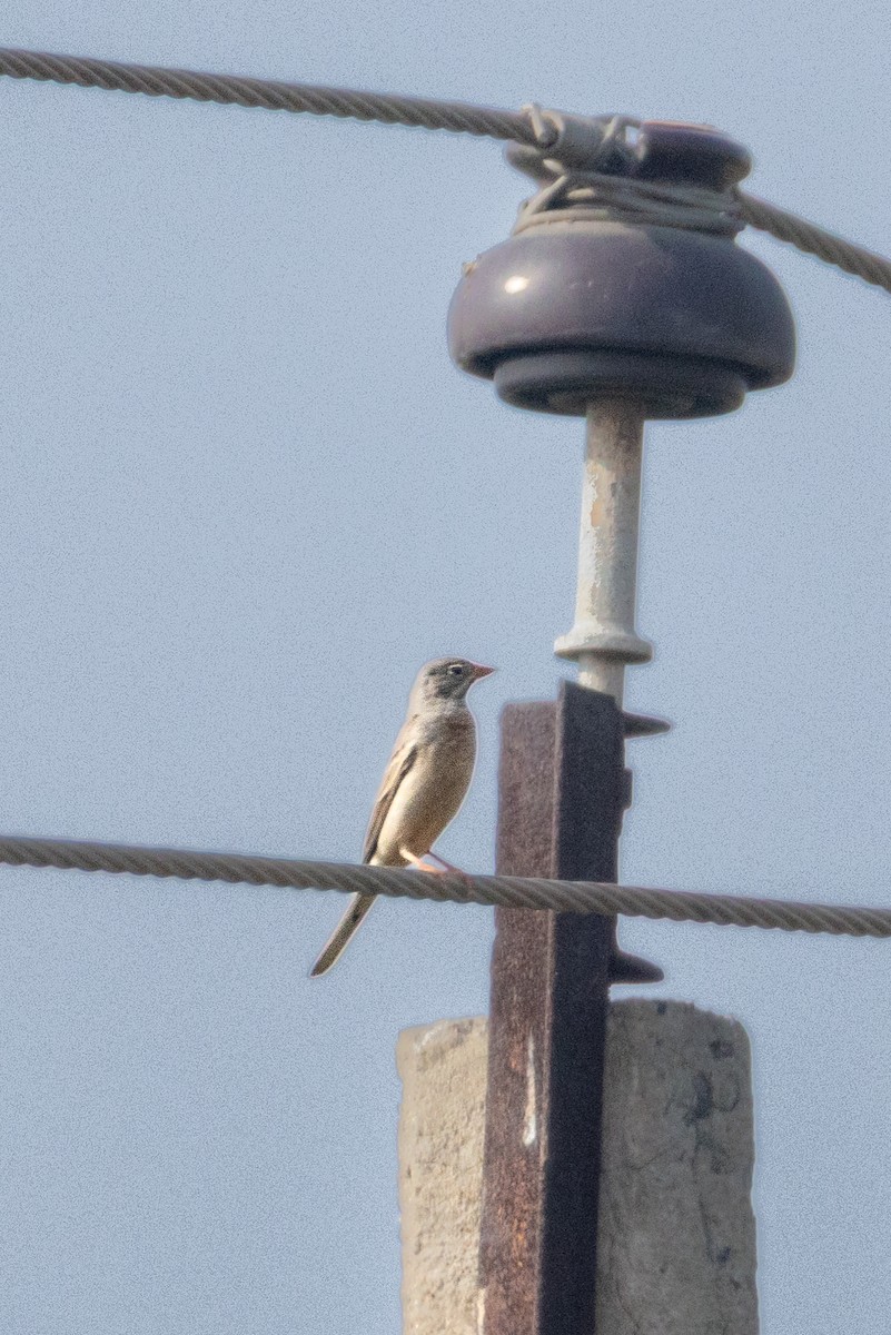 Gray-necked Bunting - ML646781378