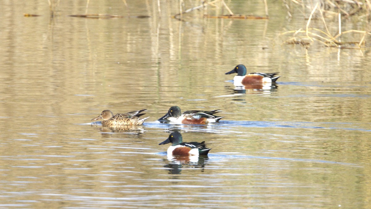 Northern Shoveler - ML646781379