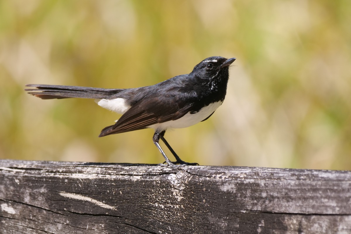 ヨコフリオウギビタキ - ML646781383