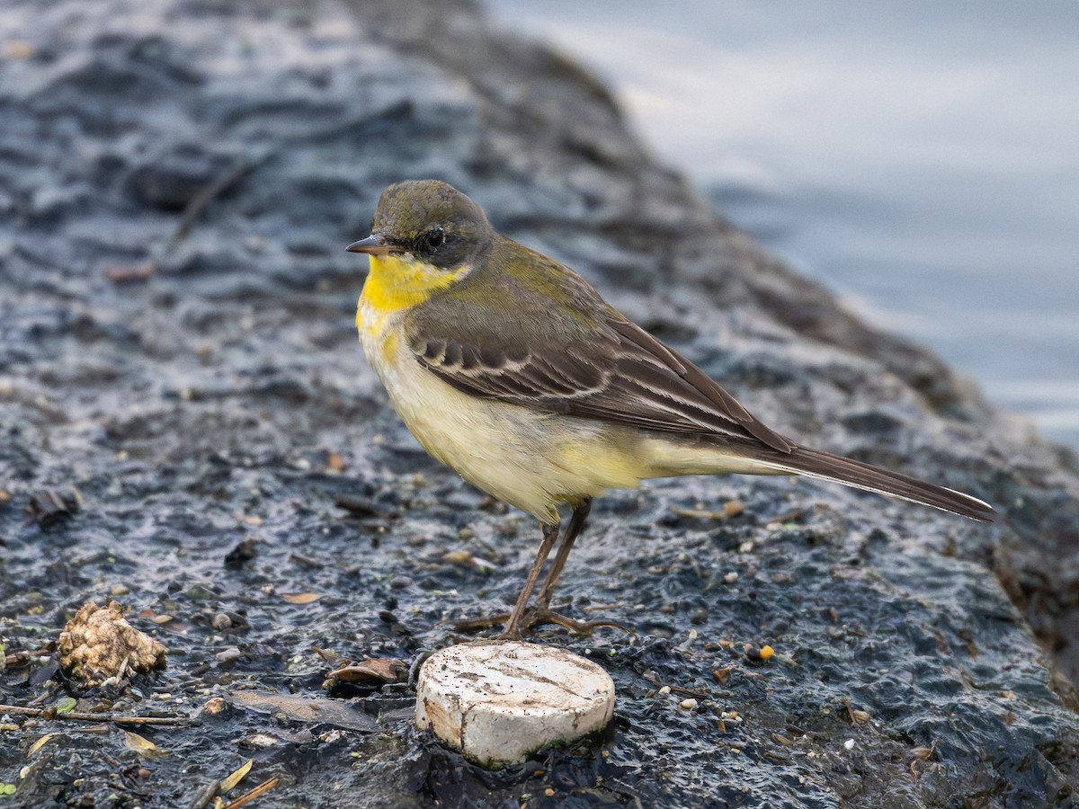 נחליאלי צהוב - ML646781385