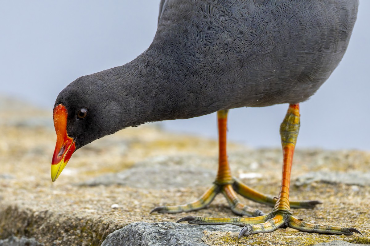 Dusky Moorhen - ML646781386