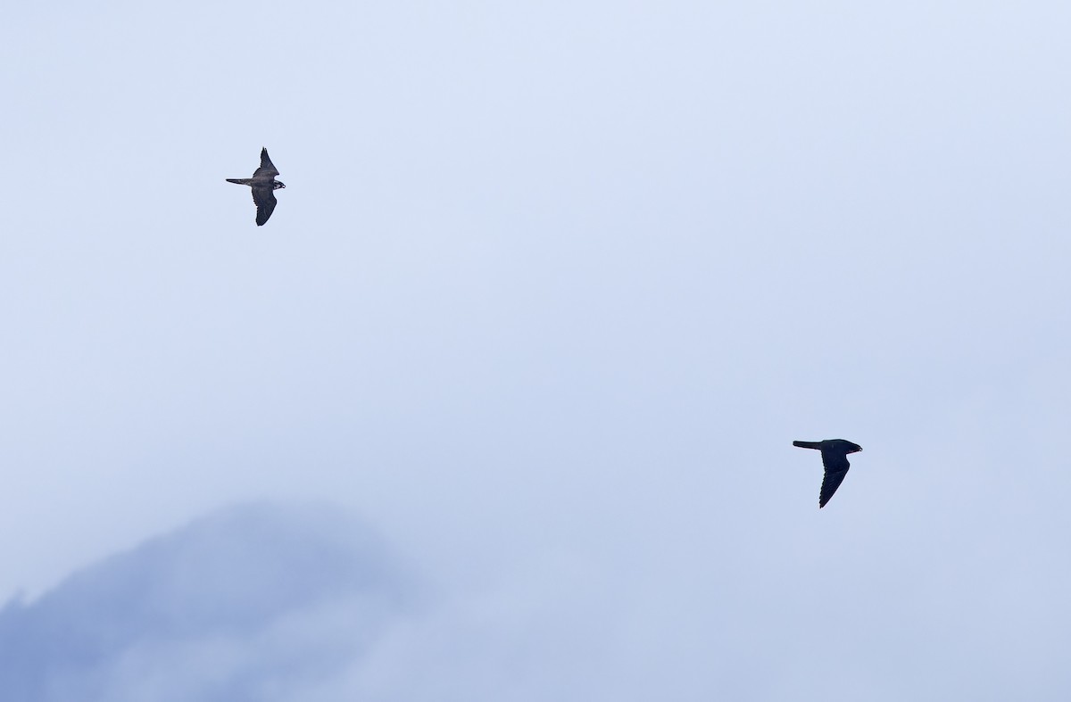 vandrefalk (calidus/tundrius) - ML646781387