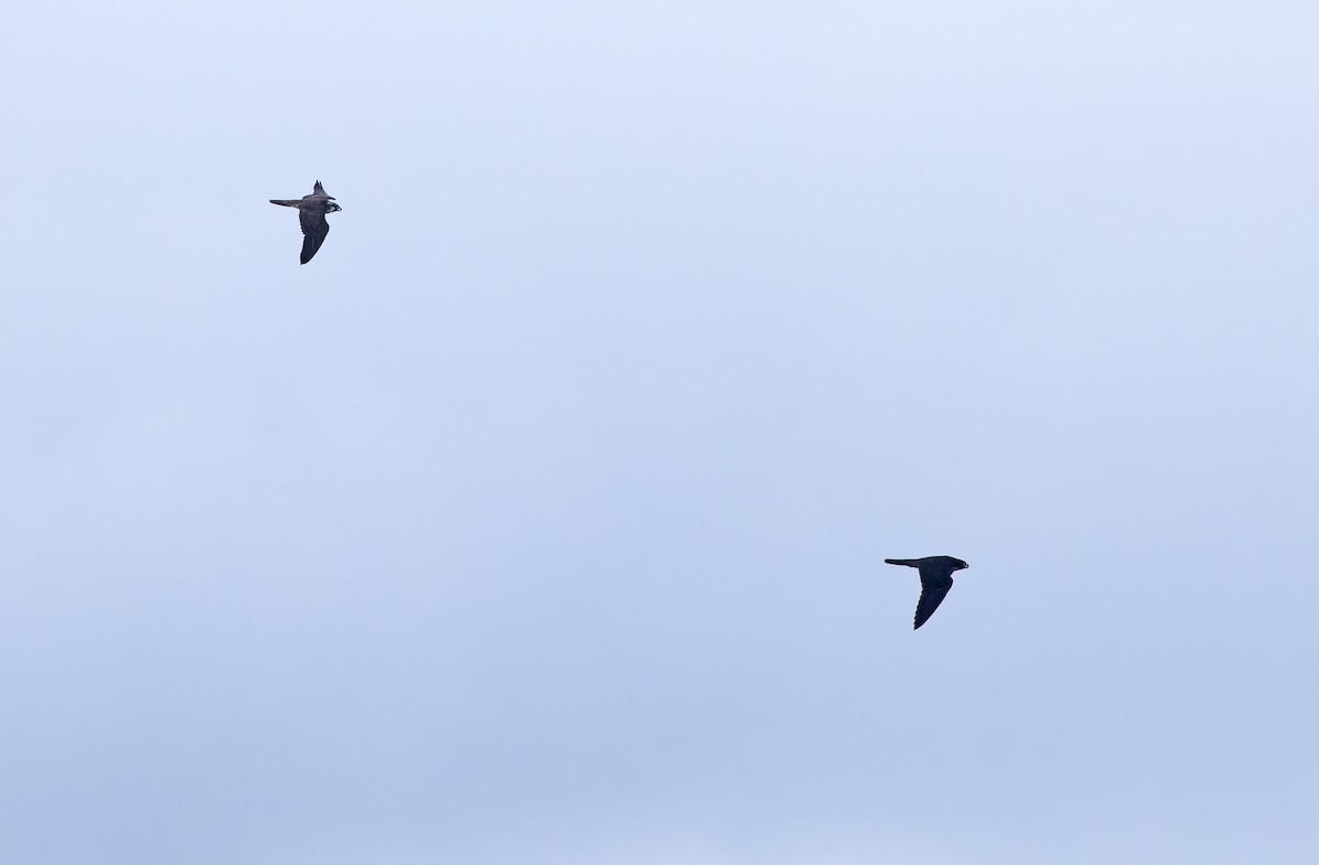 vandrefalk (calidus/tundrius) - ML646781388