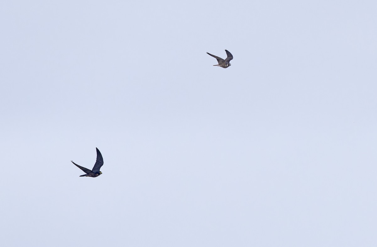 vandrefalk (calidus/tundrius) - ML646781389