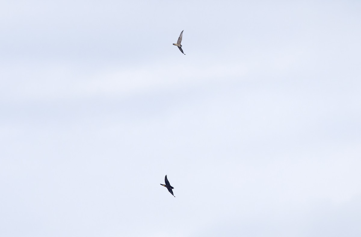 vandrefalk (calidus/tundrius) - ML646781390