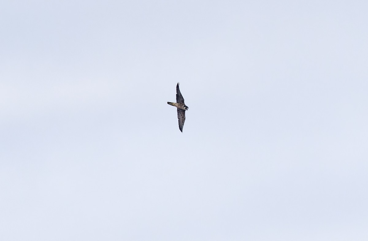 vandrefalk (calidus/tundrius) - ML646781392