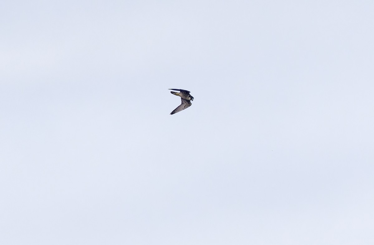 vandrefalk (calidus/tundrius) - ML646781393