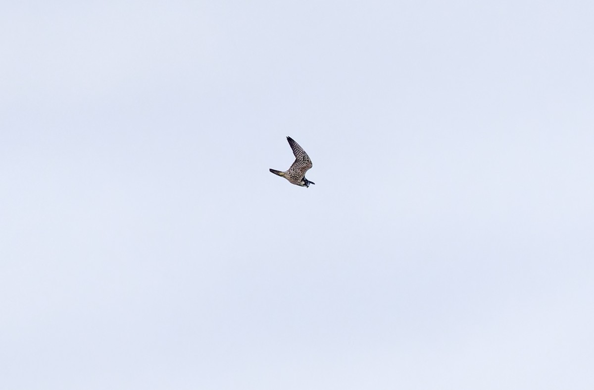 vandrefalk (calidus/tundrius) - ML646781394