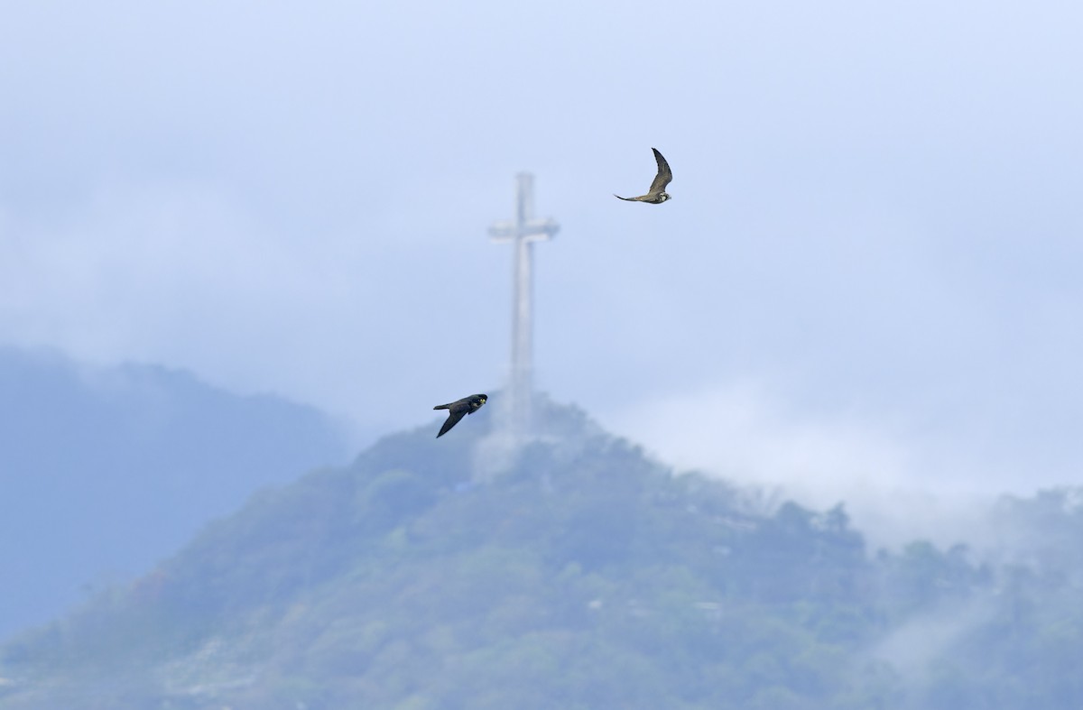 vandrefalk (calidus/tundrius) - ML646781396