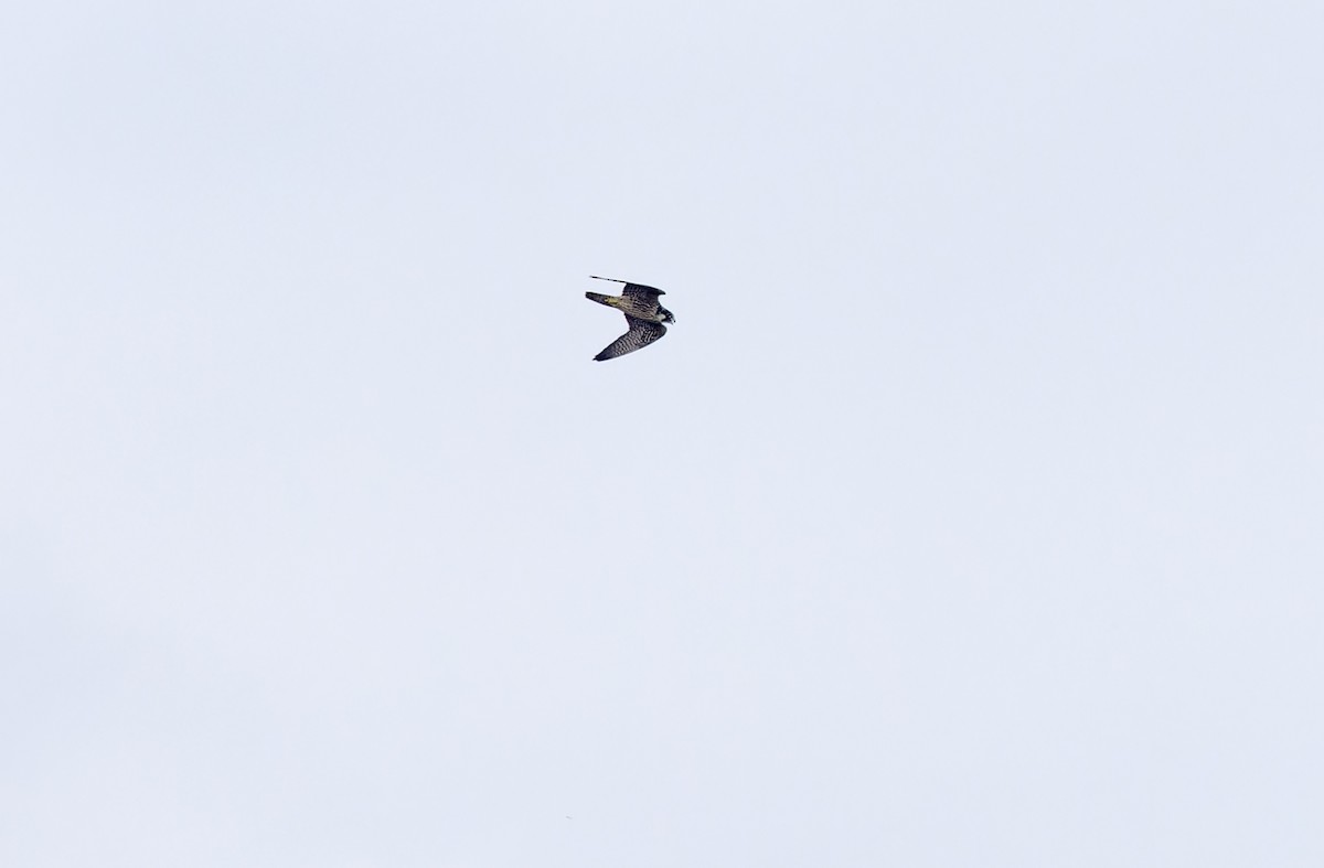 vandrefalk (calidus/tundrius) - ML646781397