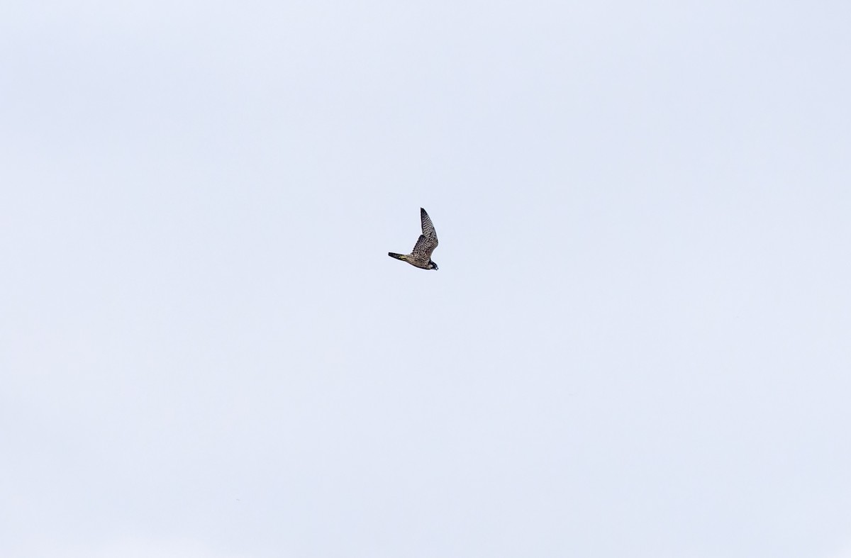 vandrefalk (calidus/tundrius) - ML646781398