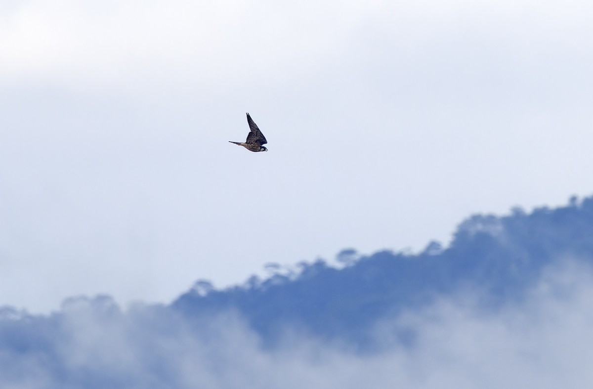 vandrefalk (calidus/tundrius) - ML646781399