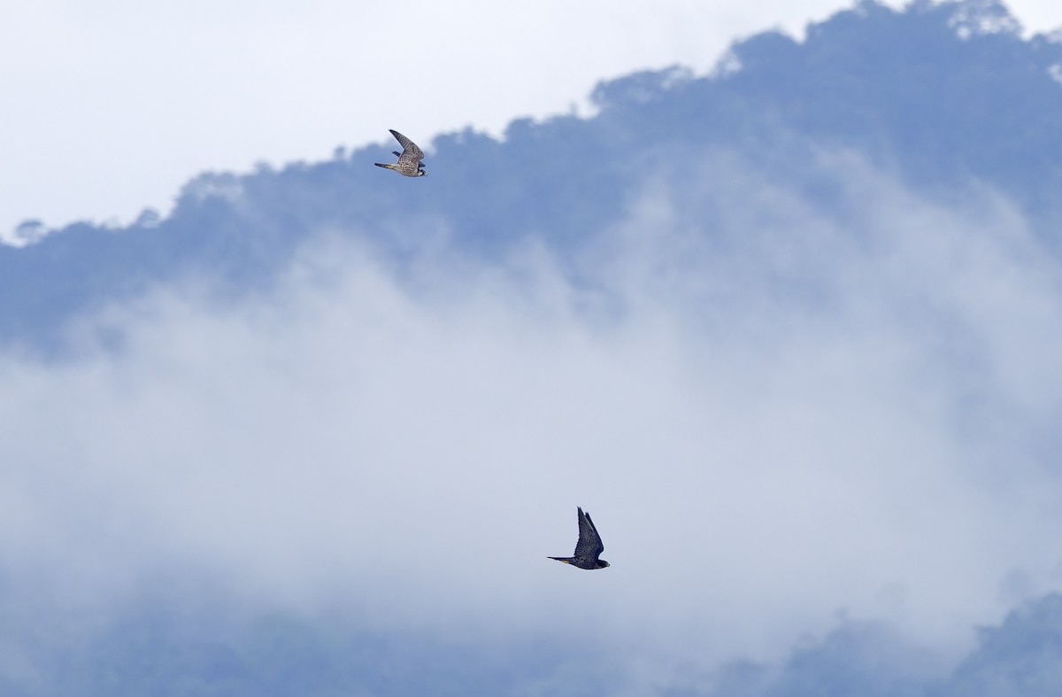 vandrefalk (calidus/tundrius) - ML646781400