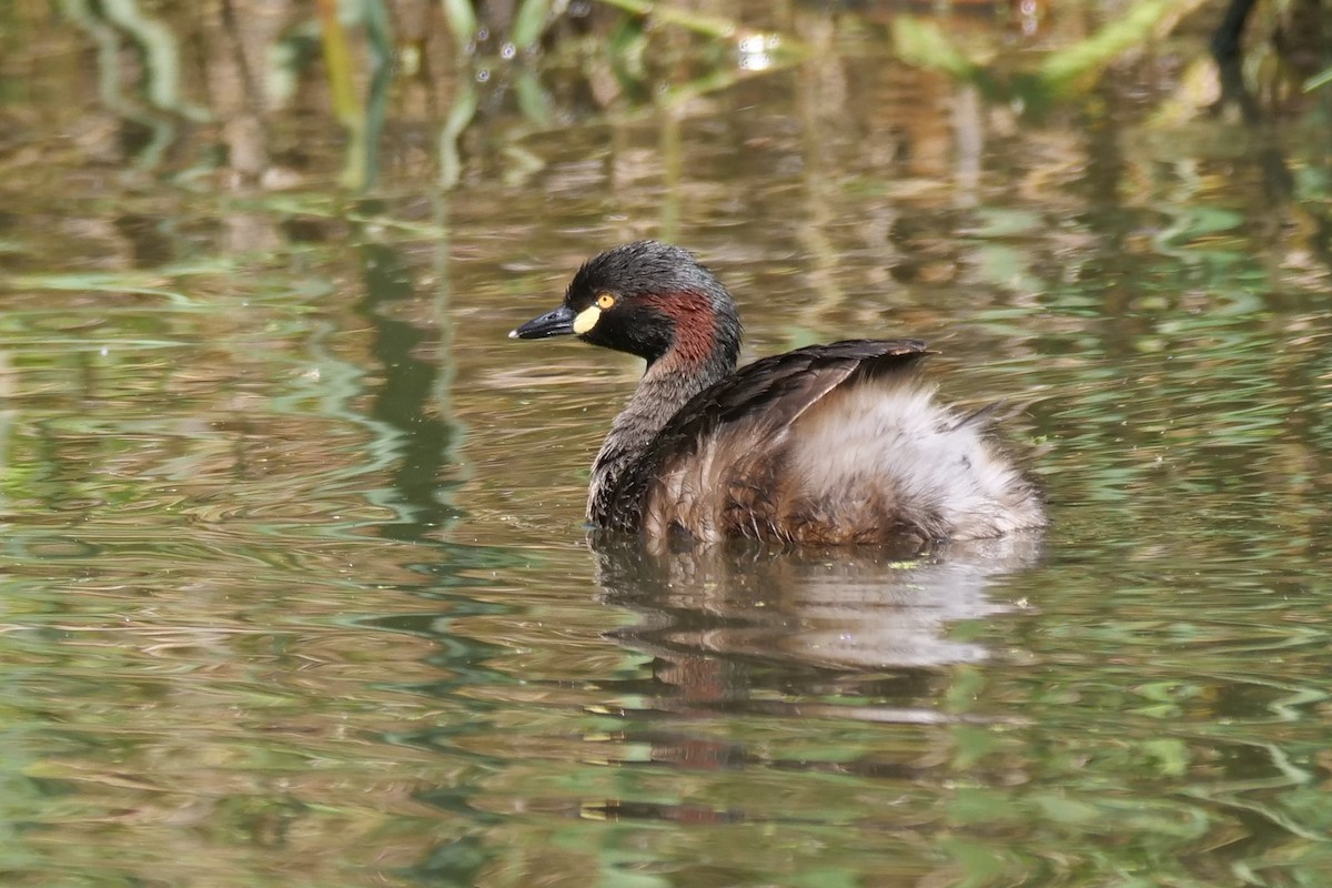 ノドグロカイツブリ - ML646781401