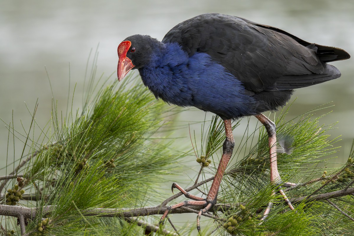 Australasian Swamphen - ML646781404