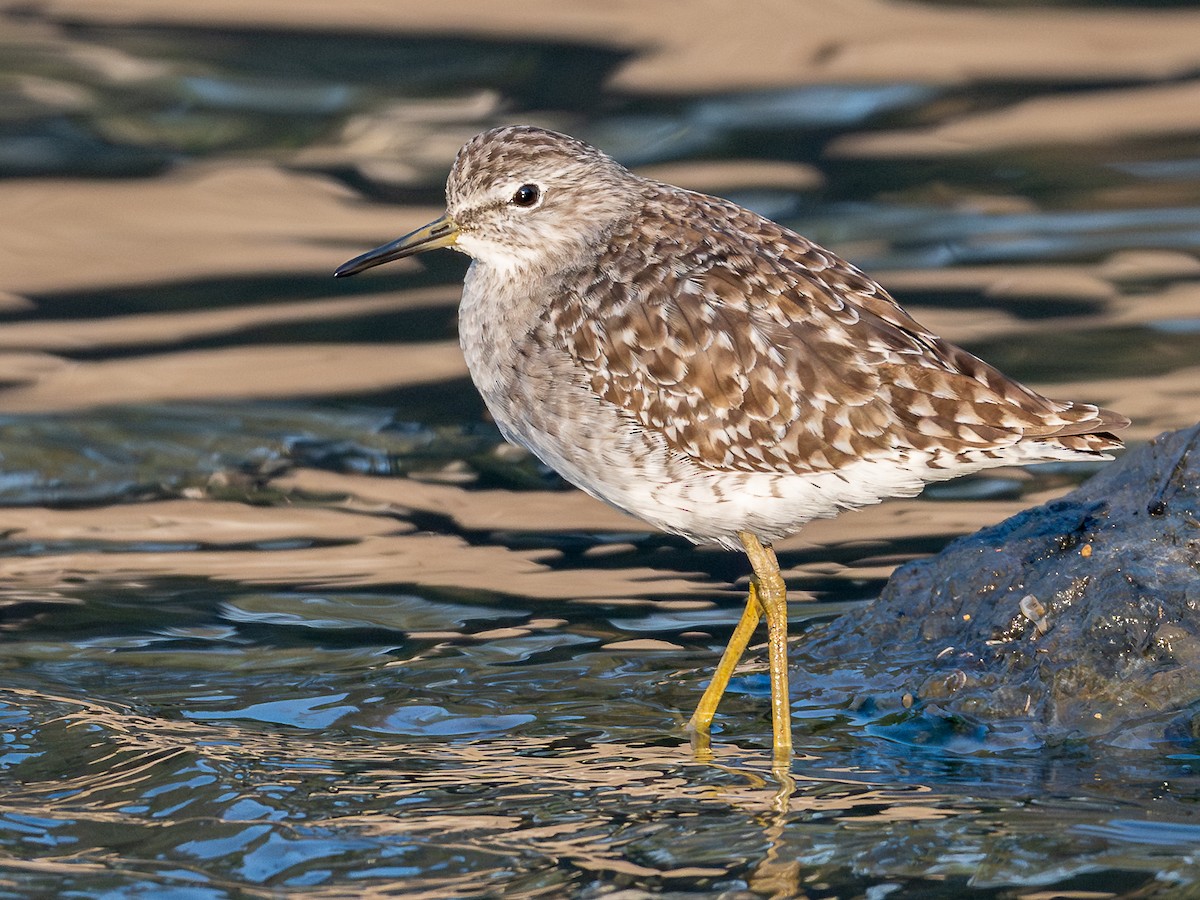 vodouš bahenní - ML646781405