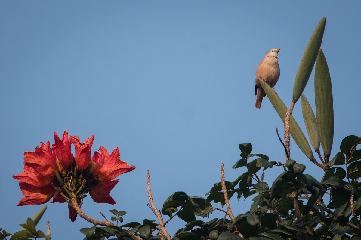 Chestnut-tailed Starling - ML646781408