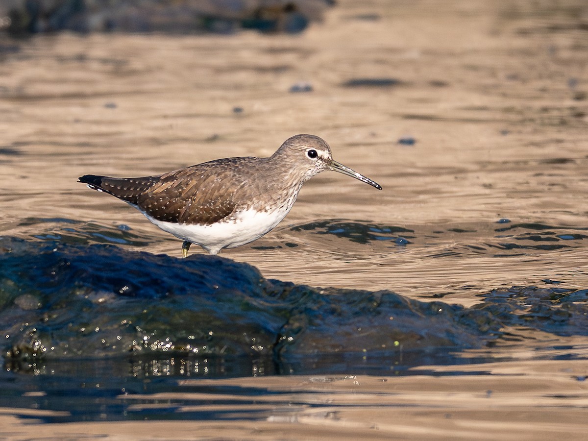 ביצנית שחורת-כנף - ML646781409