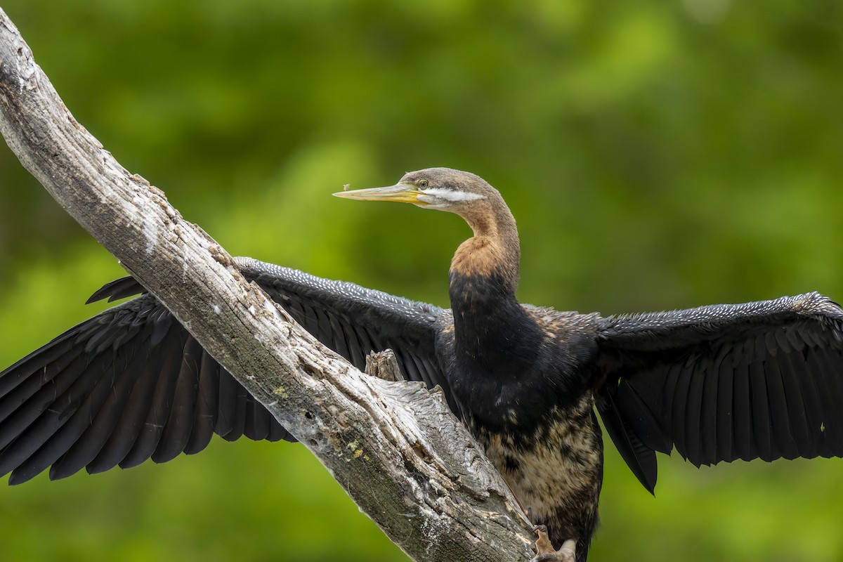 Australasian Darter - ML646781413