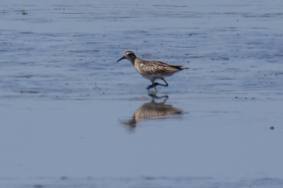 ウズラシギ - ML646781415