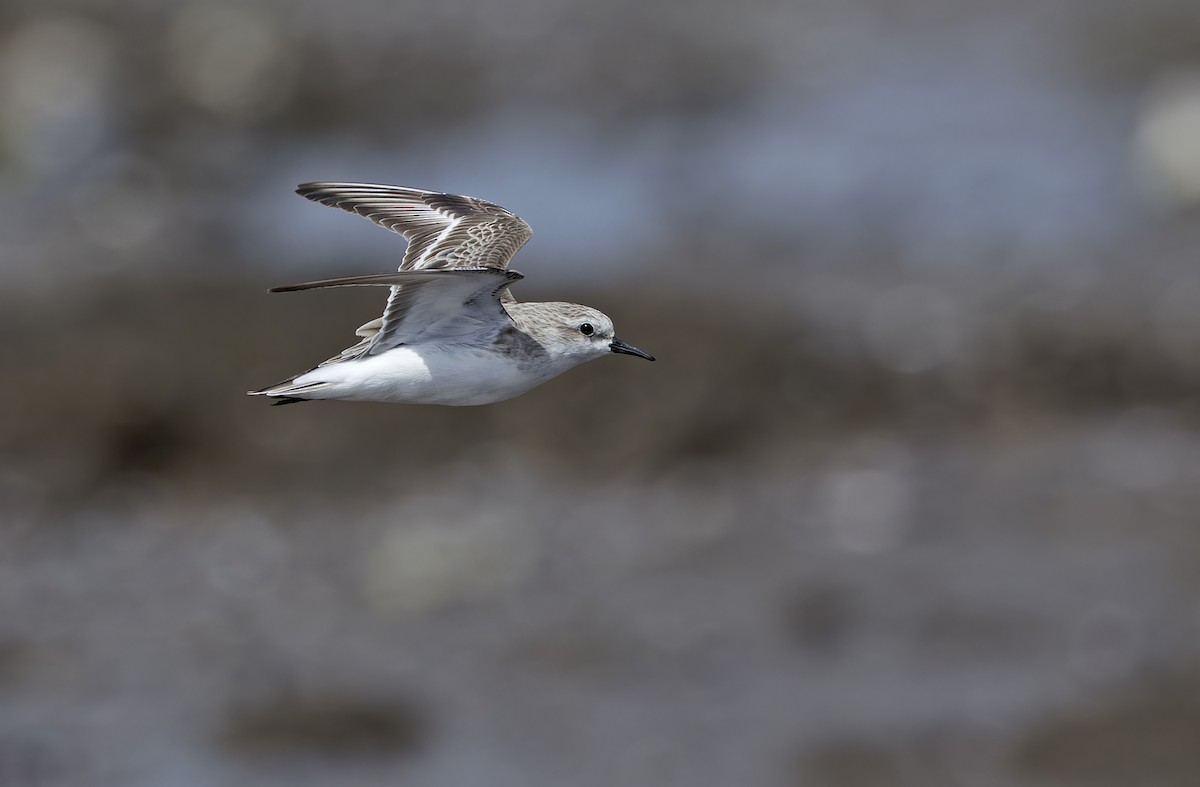 rødstrupesnipe - ML646781416