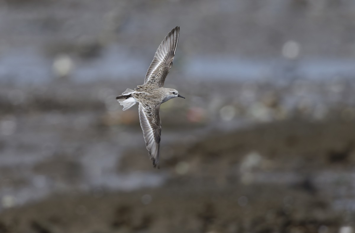 rødstrupesnipe - ML646781417